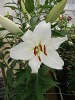 [5554 PO57 Bodyguard No02.JPG]